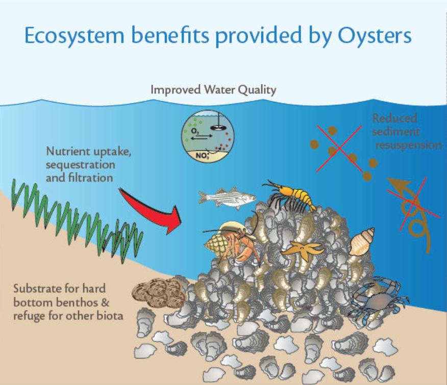 oyster benefits